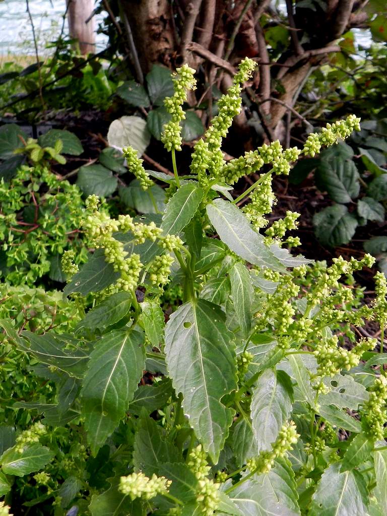 Lido di Venezia : Mercurialis annua